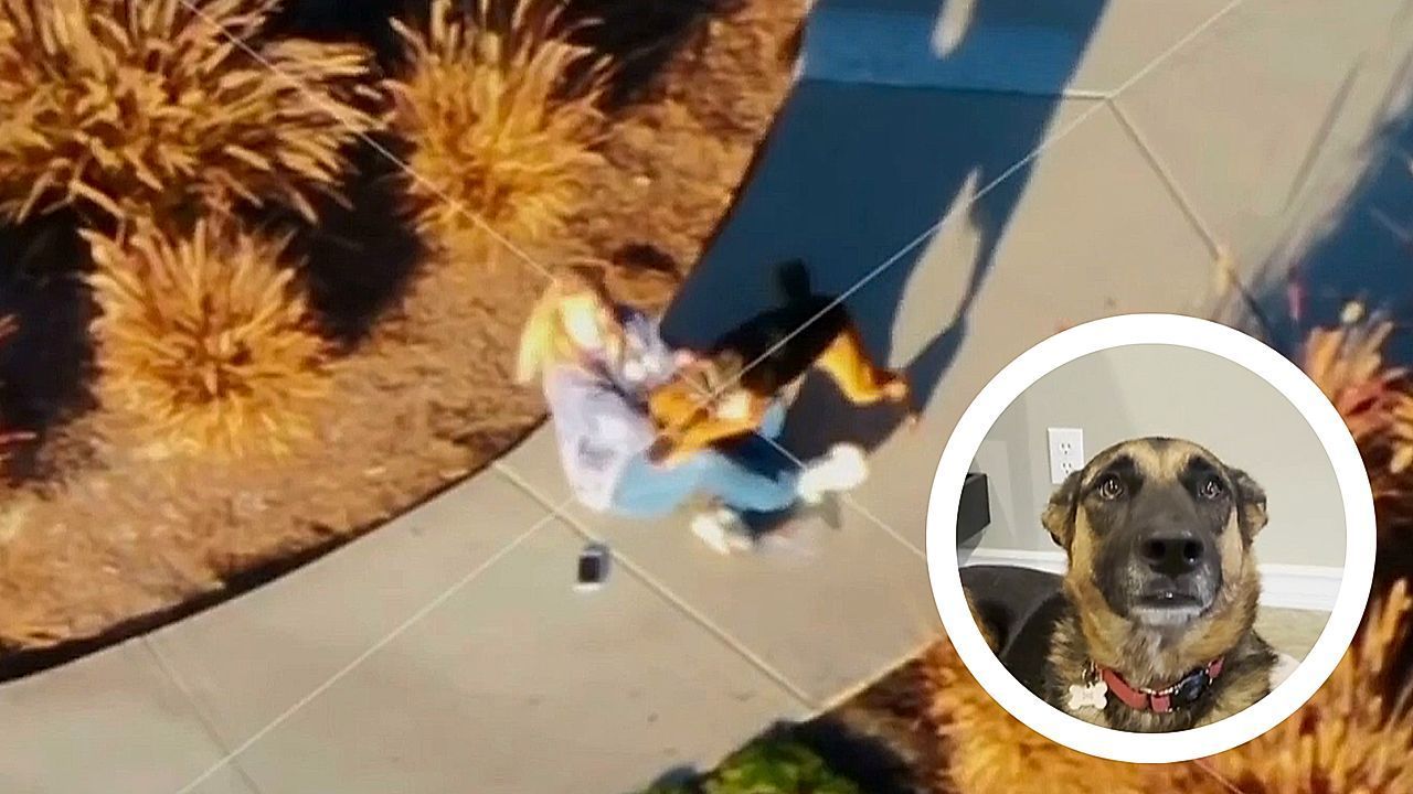 California animal services use drone and air tag to track down missing dog