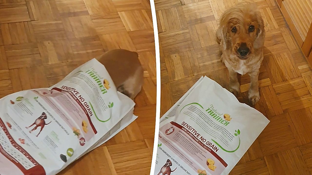 Hungry hound! Cheeky cocker spaniel caught in the act stealing food