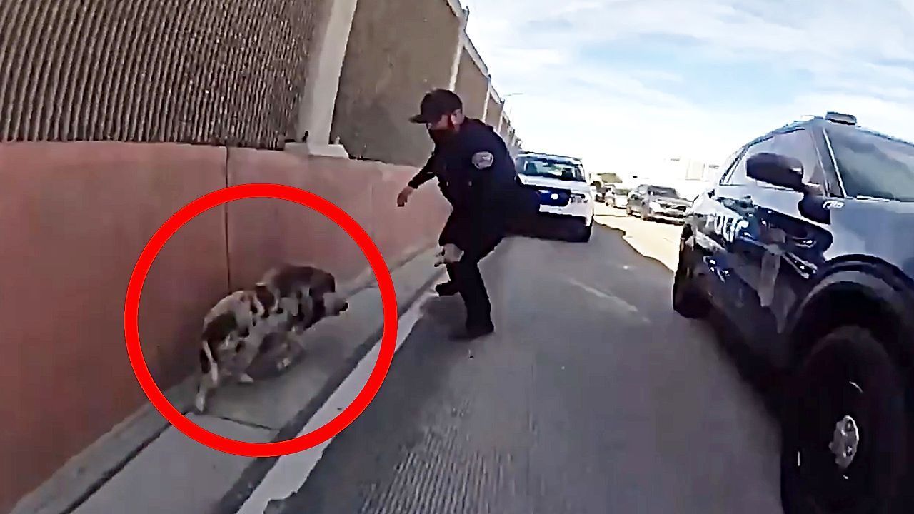 Runaway pig on the loose leads to wild police chase on New Mexico interstate