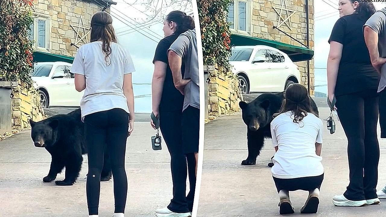 Video: Tourists risk everything in reckless encounter with wild black bear