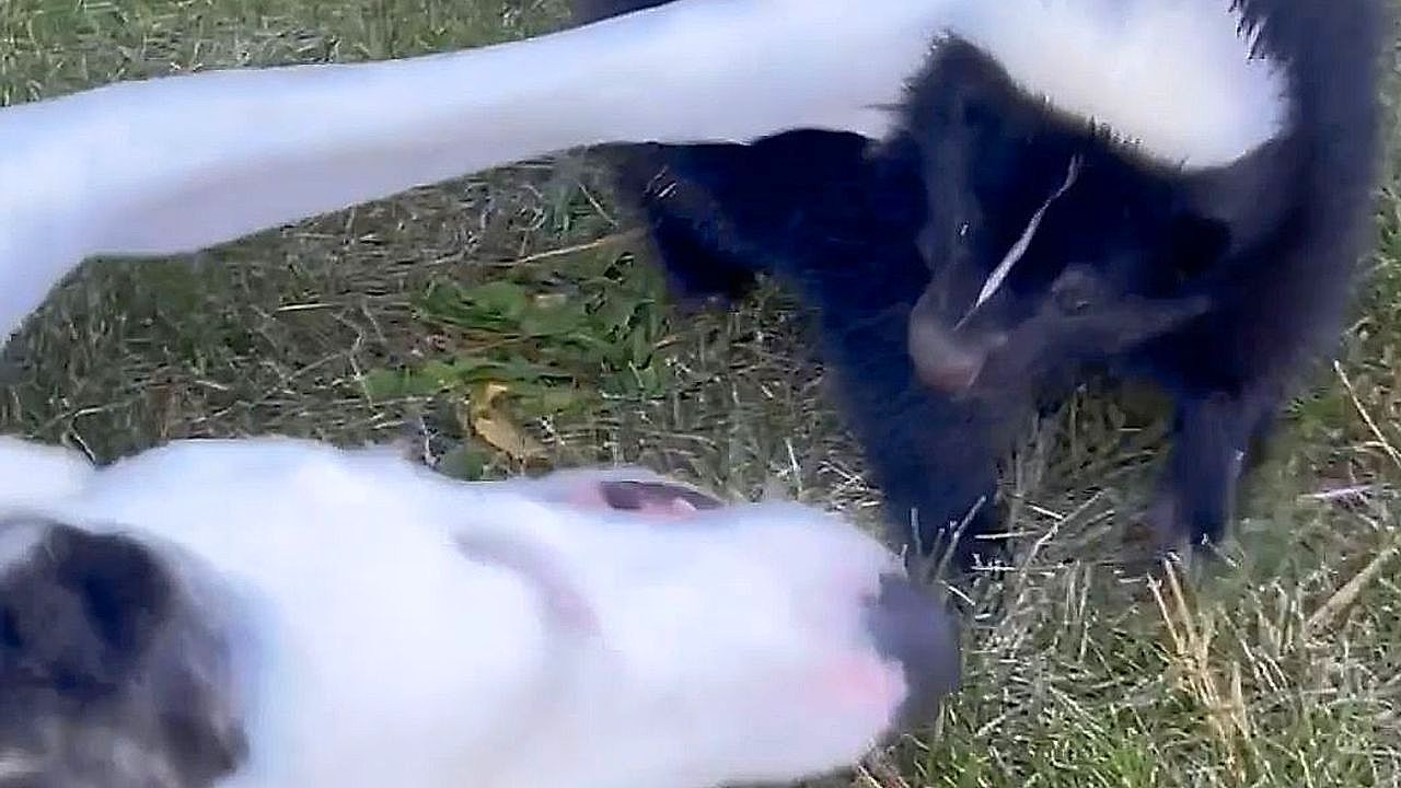 Wild skunk keeps coming back to visit family dog