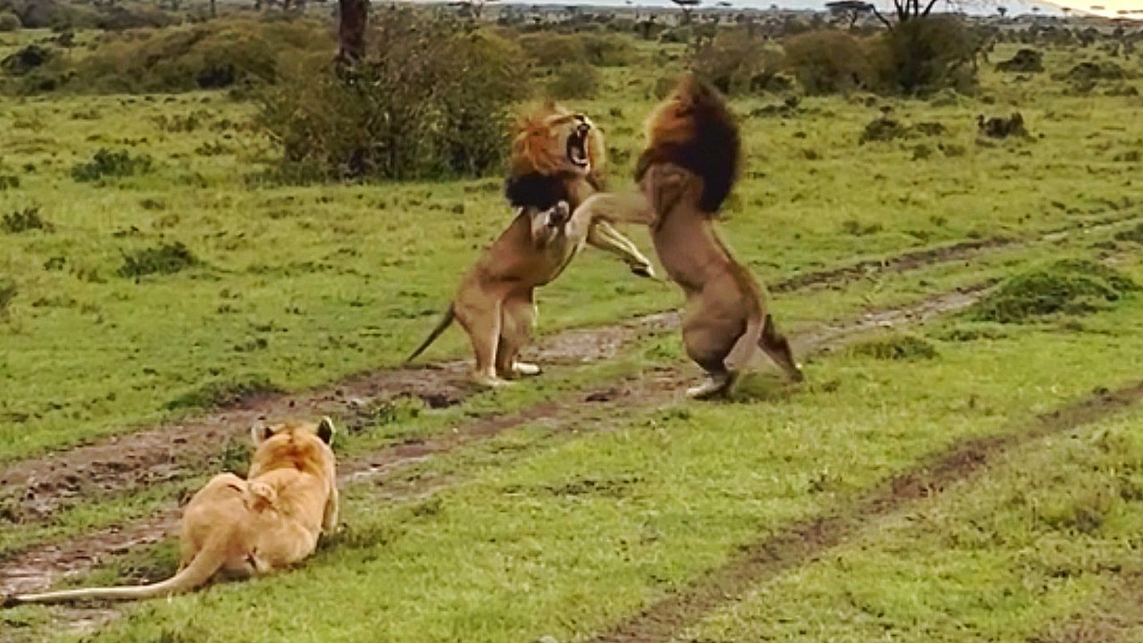 Video: Kampf um Weibchen: Löwen schenken sich nichts – und erleben Überraschung