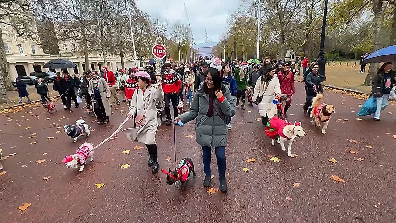 Video: Adorable dogs parade in Christmas jumpers across London