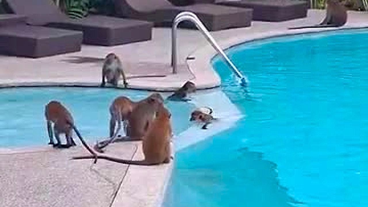 Wild-monkeys-stole-hotel-pool-from-tourists