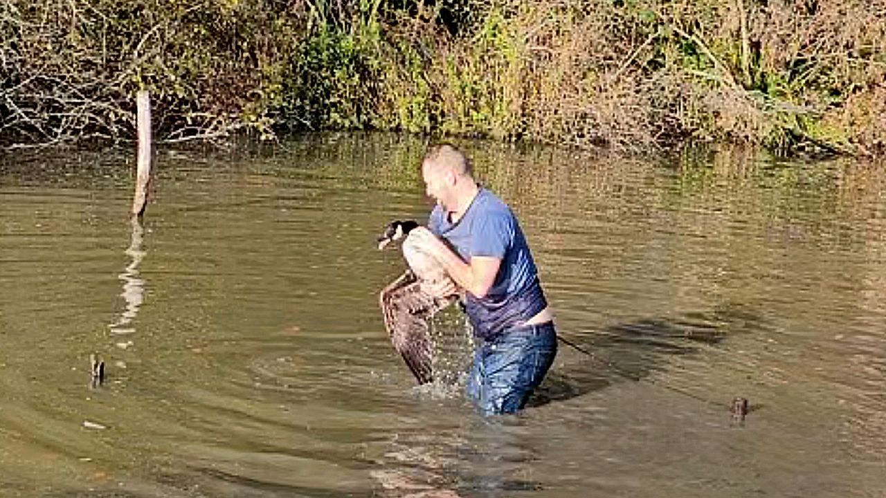 Video: Kanadagans hat sich in Seil verheddert – Mann steigt ins eiskalte Wasser