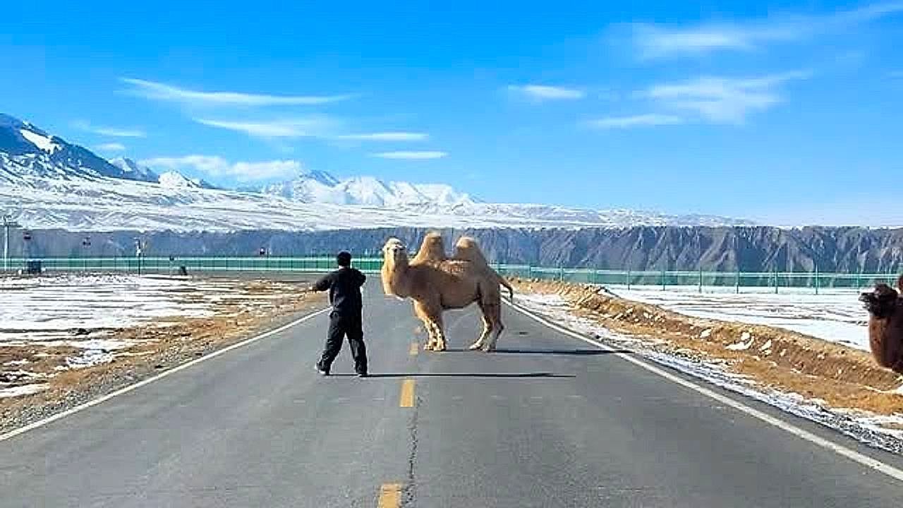 Mitten-auf-der-Stra-e-Sturk-pfiges-Kamel-legt-Verkehr-lahm