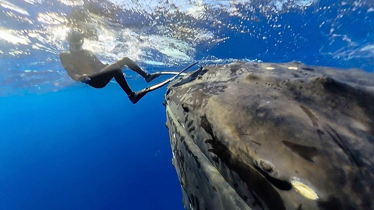 Magische-Begegnung-Buckelwal-schubst-Taucher-spielerisch-aus-dem-Wasser