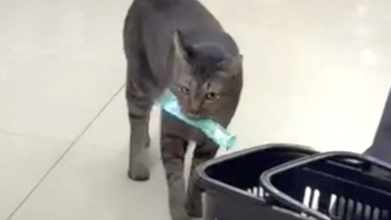 Cat calmly drops snack into shopper's basket