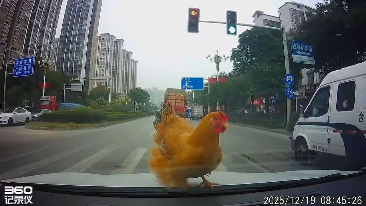 Moment chicken falls out of sky and hitches ride on motorist's bonnet