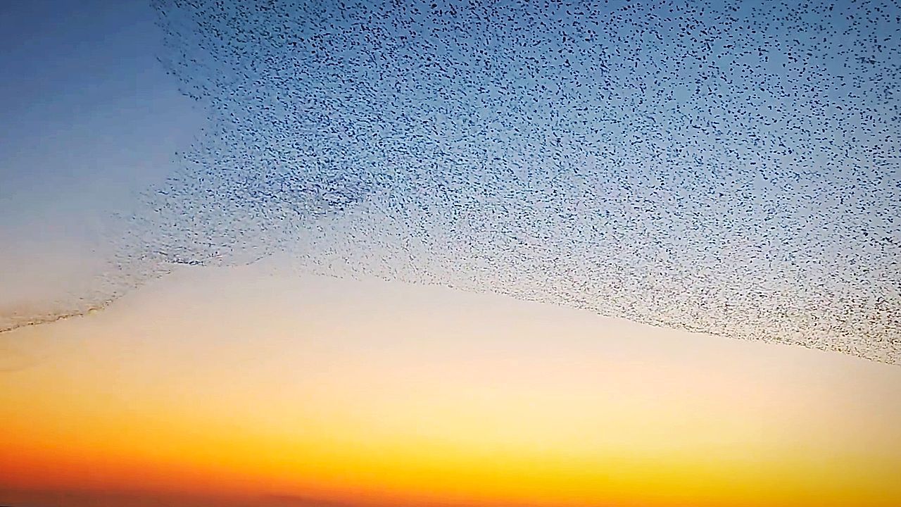 Video: Thousands of migratory birds form vast murmuration