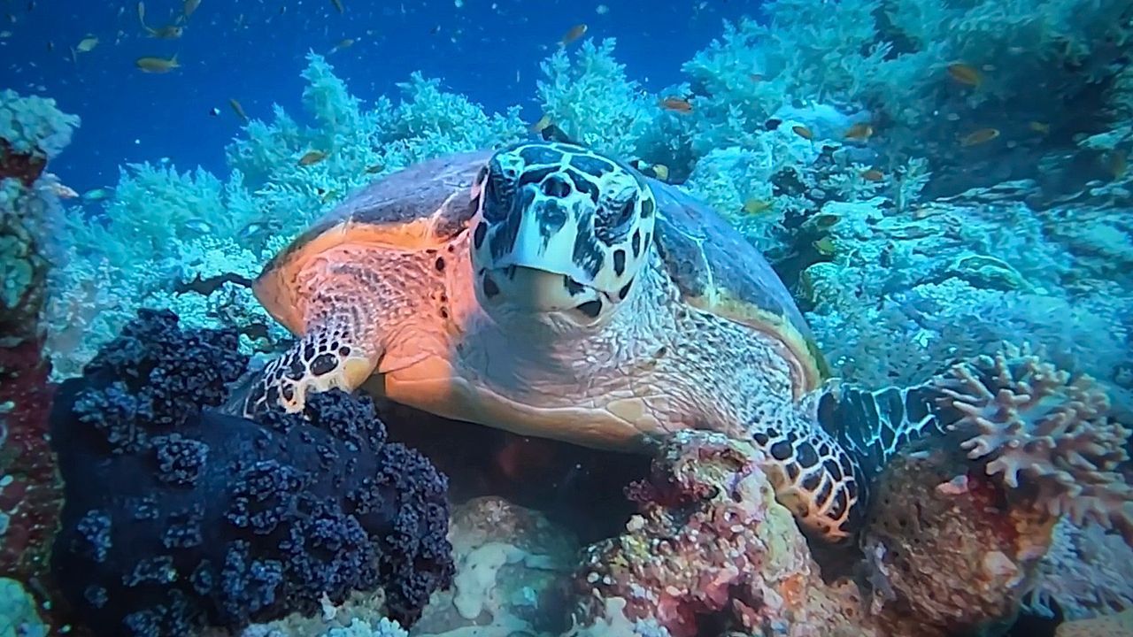 Video: Endangered sea turtles spotted off Egypt's Red Sea coast