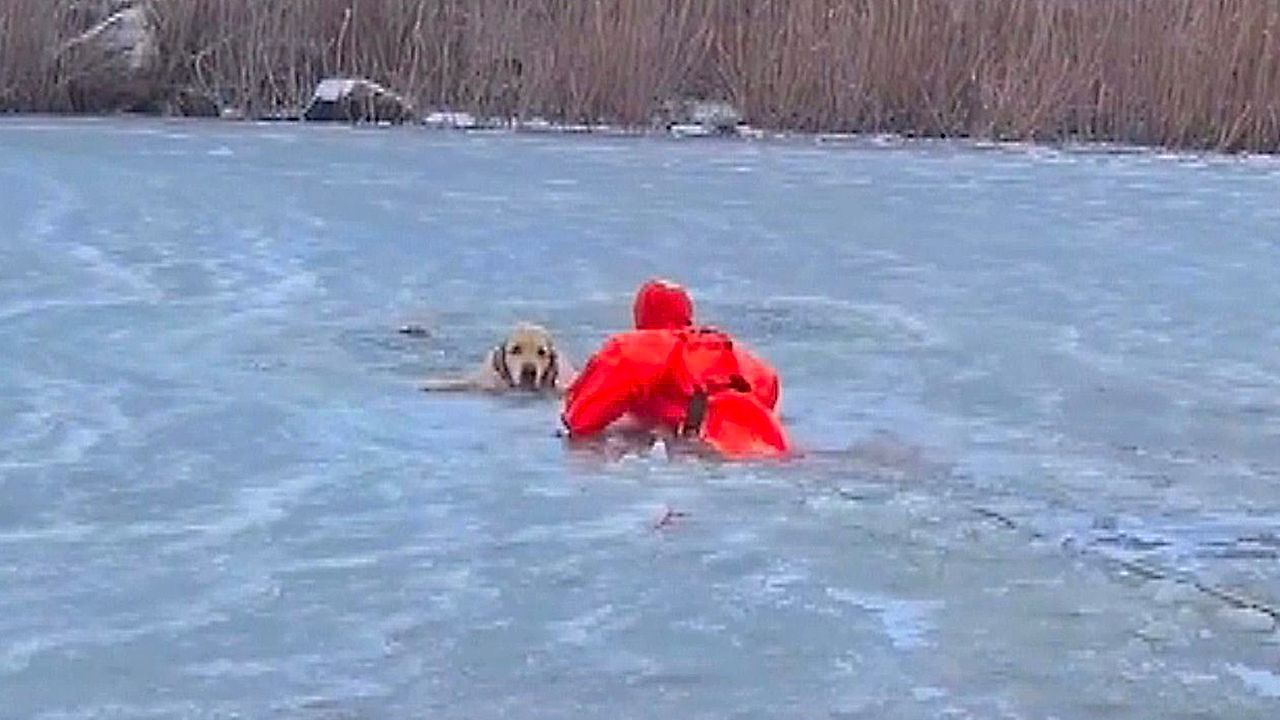 Video: Firefighter crawls across frozen pond to rescue dog that fell through ice