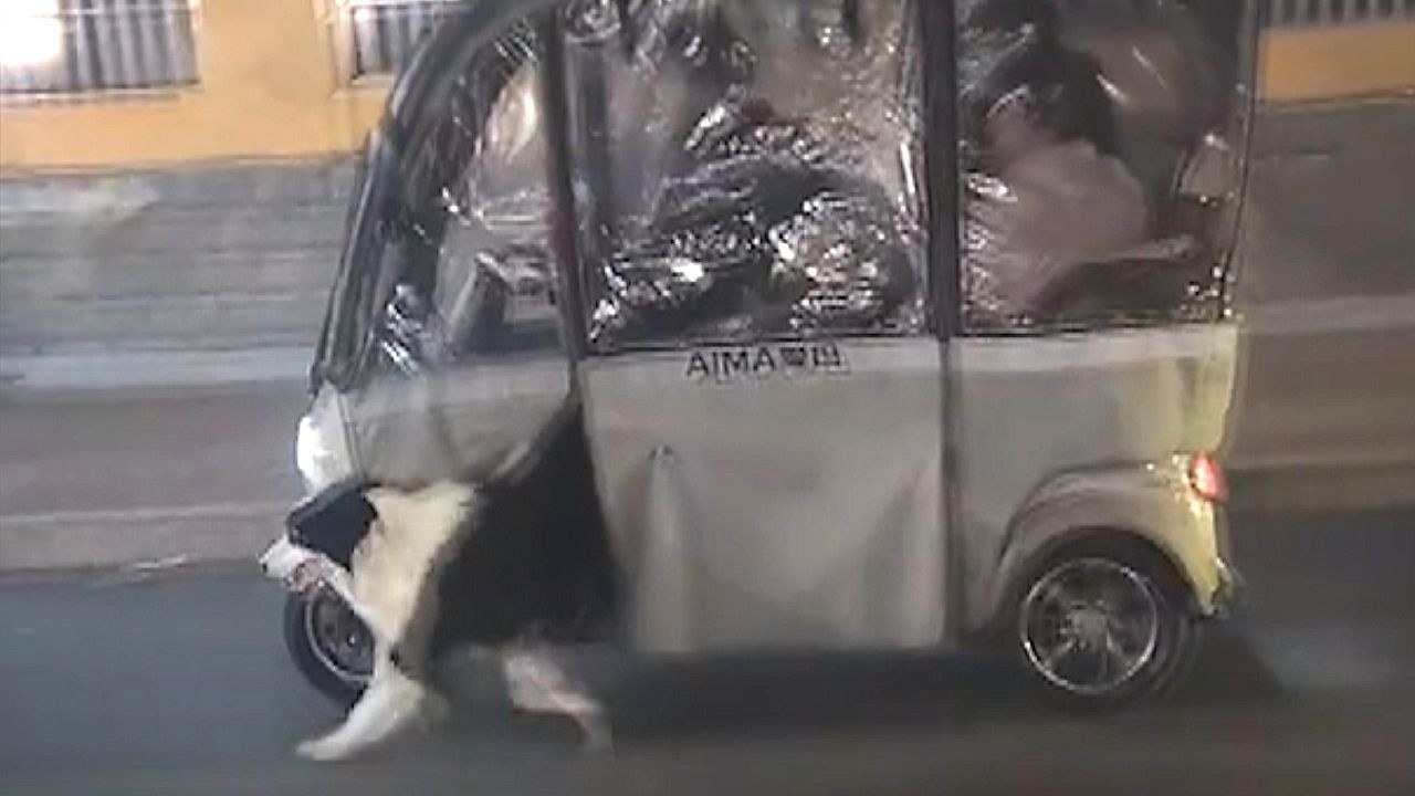 Video: 'Dog e-bike' running and riding at the same time in China