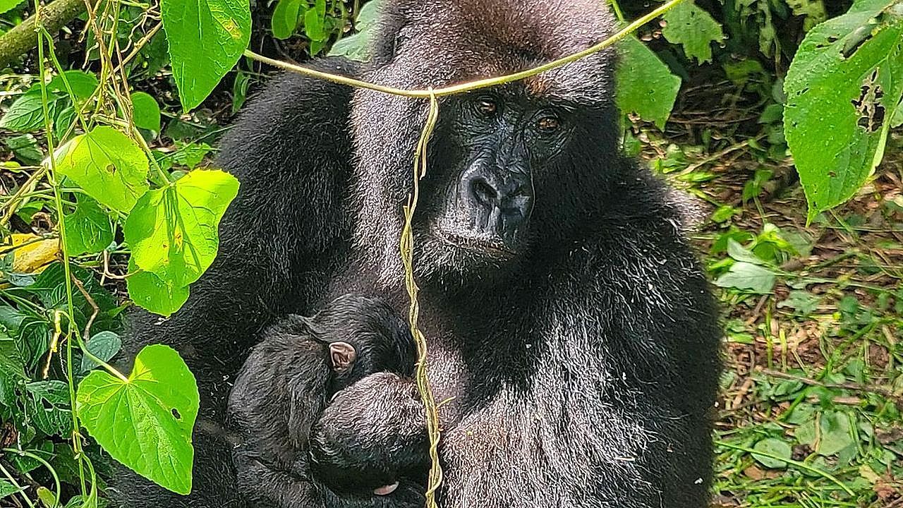 Video: Double miracle in the jungle! Twins born to critically endangered species in Congo