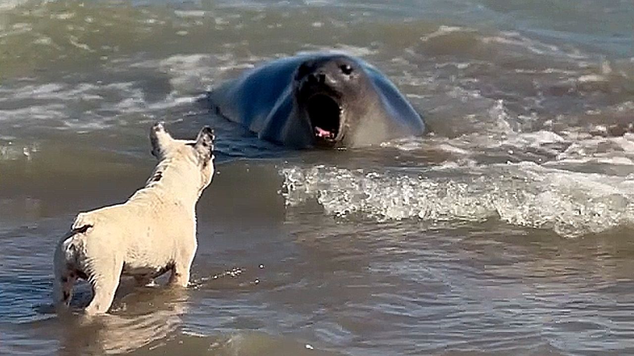 Video: Unexpected beach encounter: Dog meets sea lion in Argentina