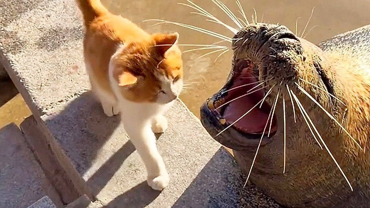 Video: A furry intruder! Cat strolls among hungry seals without fear