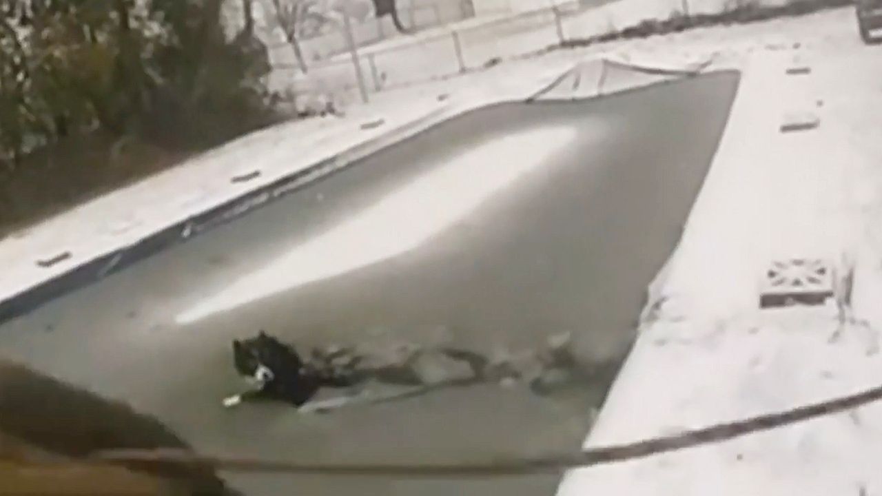 Video: Bodycam filmte mit: Polizisten retten Hund aus zugefrorenem Pool