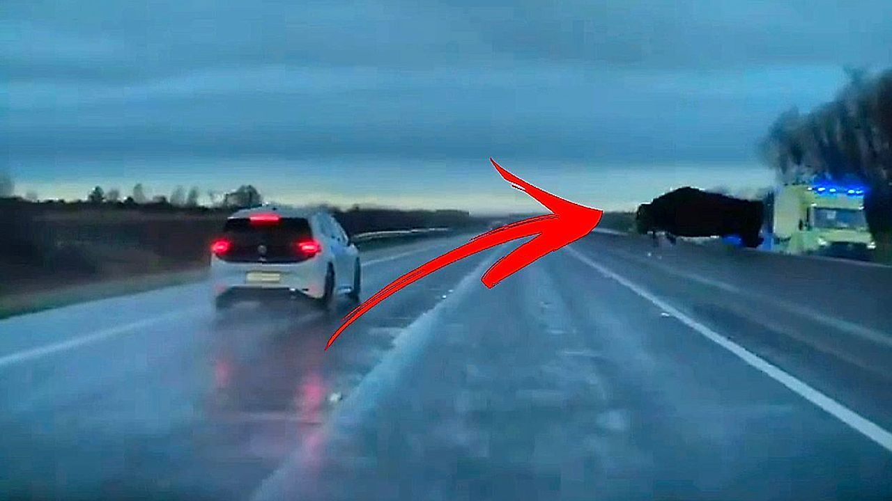Video: Tesla narrowly avoids escaped cow suddenly leaping onto motorway in Ireland