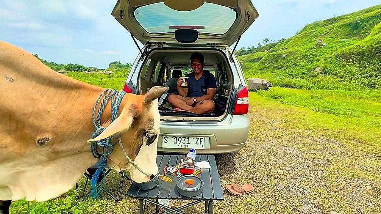Video: Picknick gecrasht: Kuh frisst Touristen das Essen weg