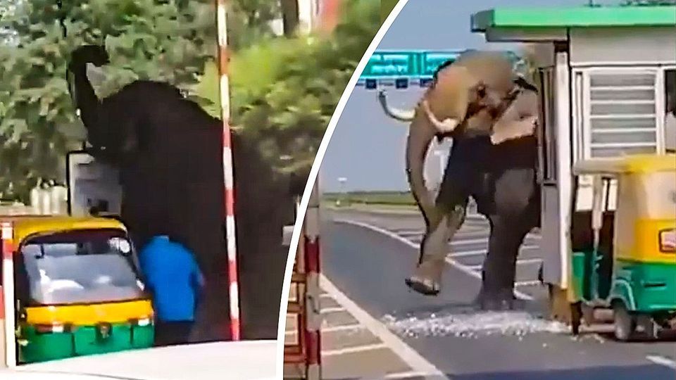 Chaos auf der Autobahn: Elefant zerlegt Mautstelle
