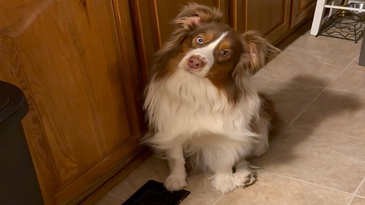 Video: Australian shepherd doing its best Marilyn Monroe impression