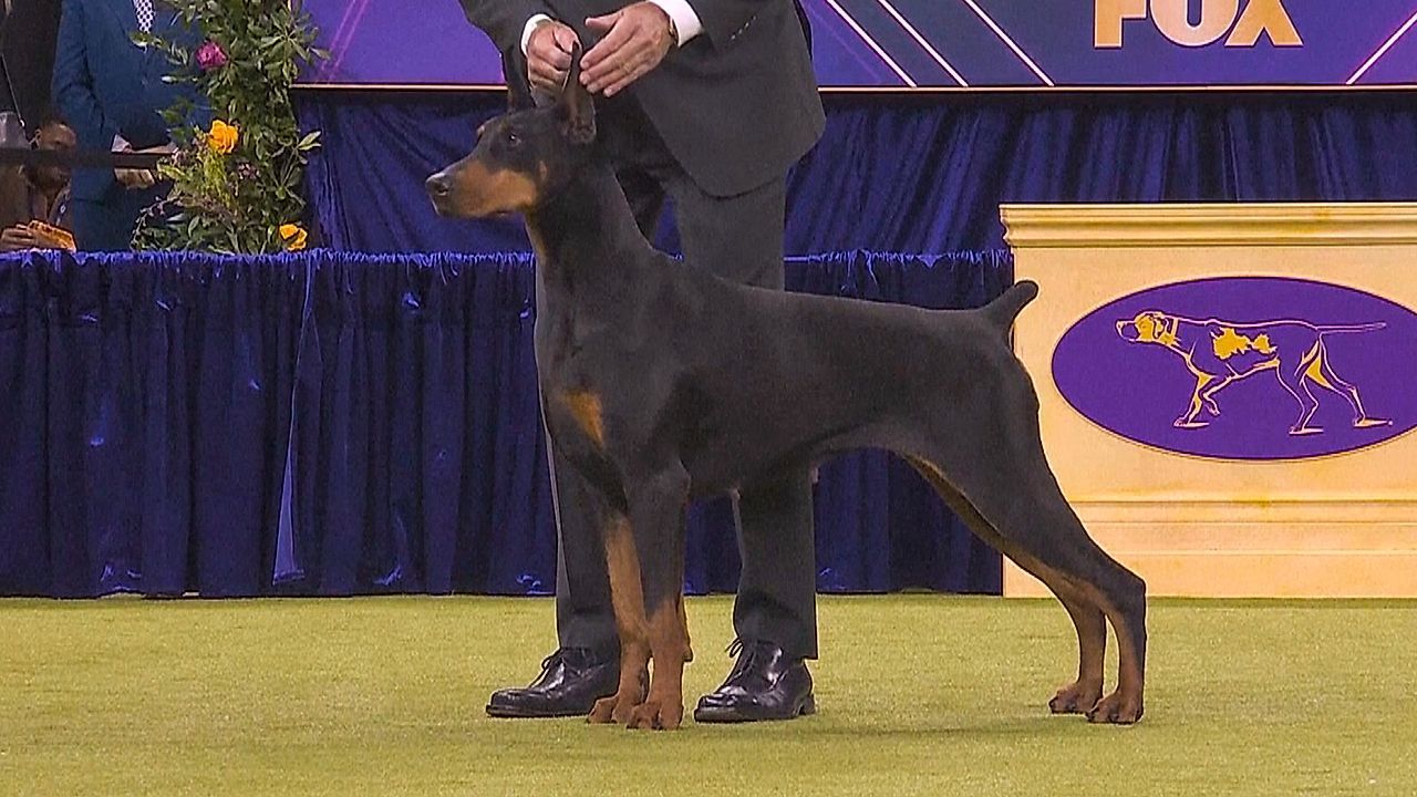 Video: Begeisterungsstürme für „Penny“: Dobermann räumt bei berühmter Hundeschau ab