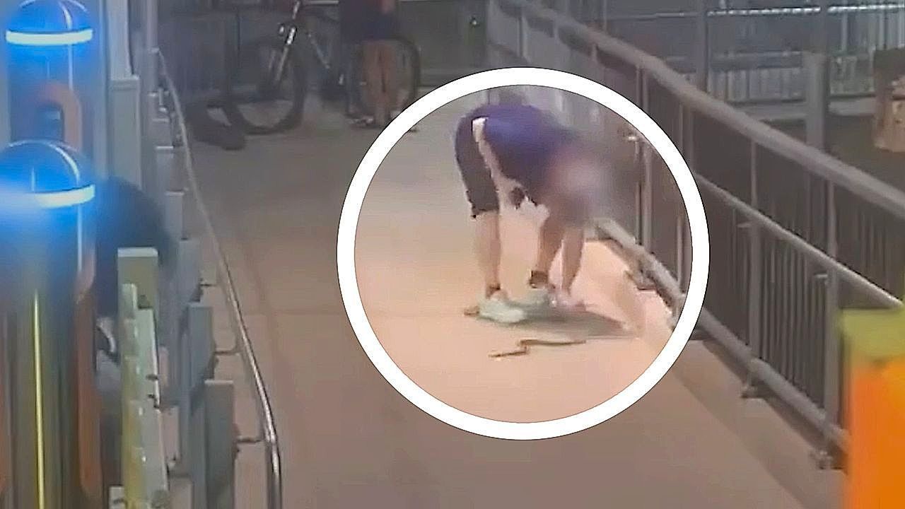 Giftige-Gefahr-am-Bahnhof-Passant-schnappt-sich-Schlange