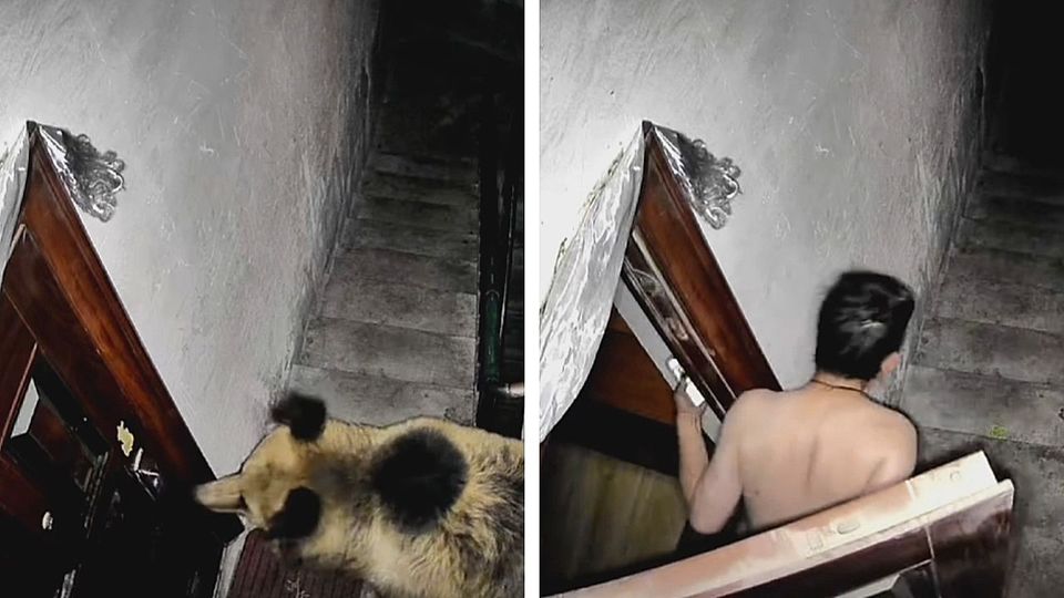 Bären im Treppenhaus: Mann verjagt Eindringlinge durch Bellen