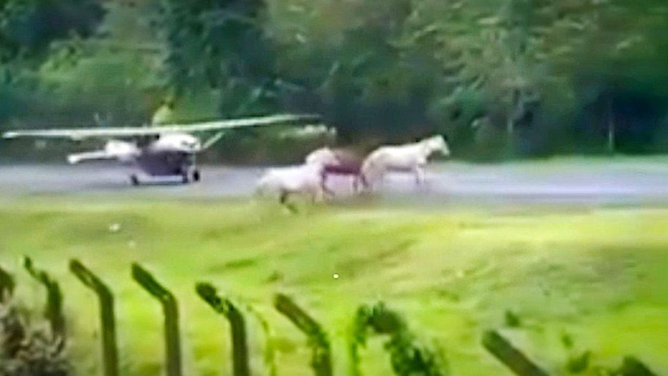 Knappes Manöver: Wilde Pferde rennen vor landendes Flugzeug
