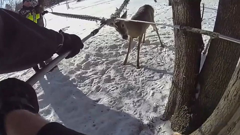 Hirsch verfängt sich an Hängematte – Polizisten werden kreativ