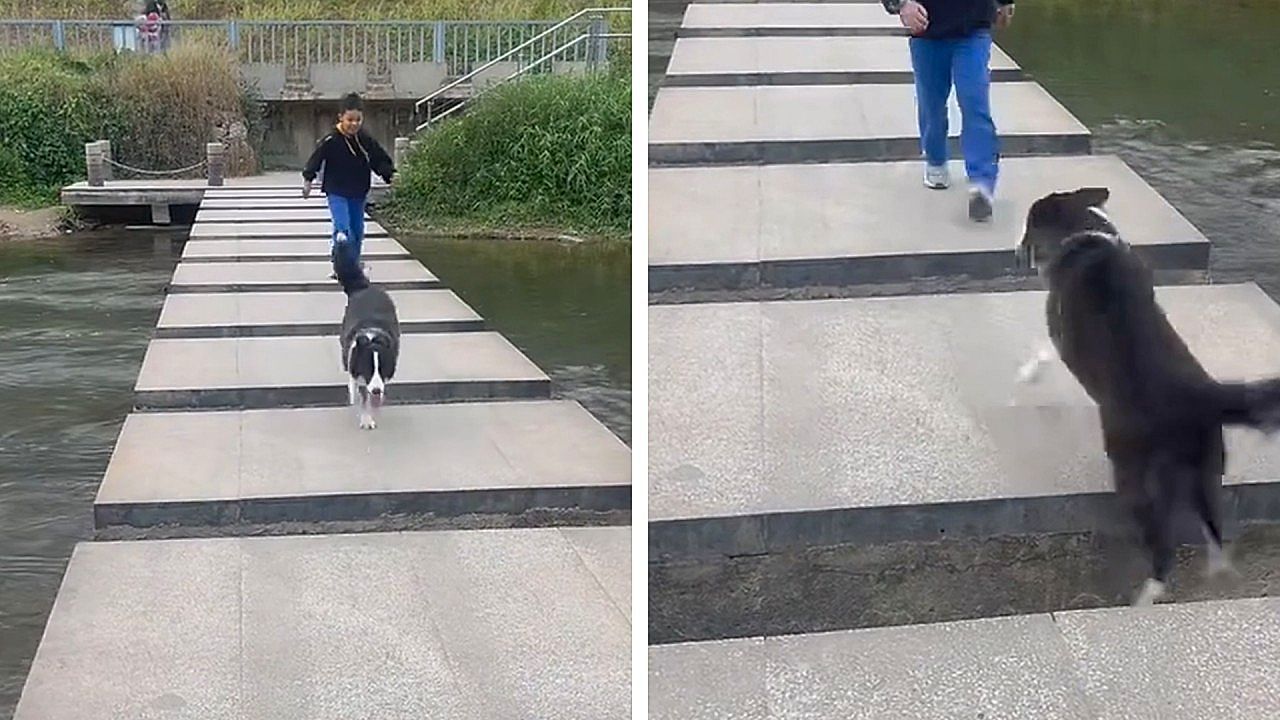 Video: Erst elegant, dann tollpatschig: Border Collie verschätzt sich bei Sprung