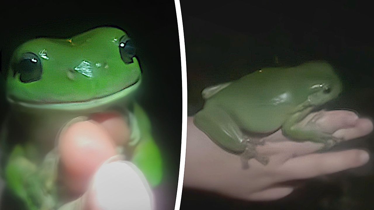 Video: Campers fawn over giant tree frog as girl tests fairytale theory