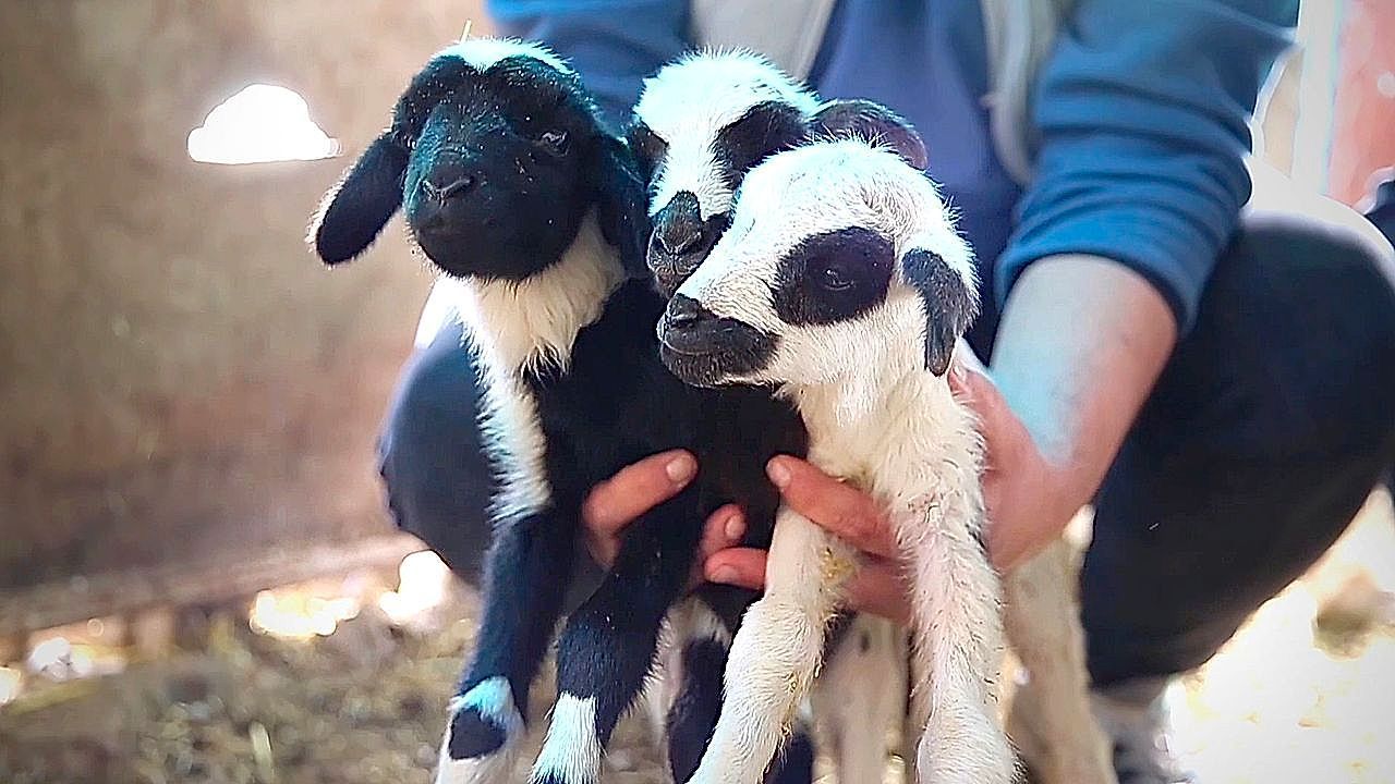 Video: Sheep shocks Turkish farmers with an extraordinary multiple-lamb birth