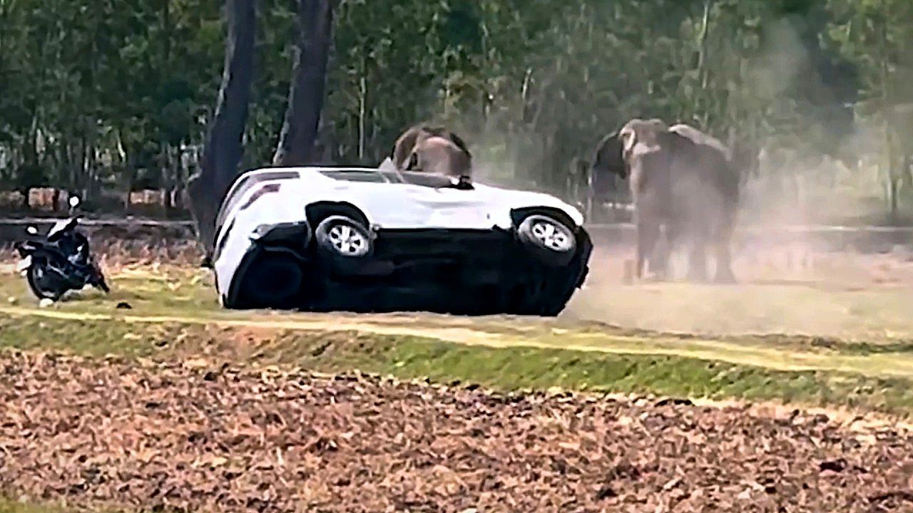 Video: Paarung missglückt: Elefantenbulle dreht durch und rammt Autos