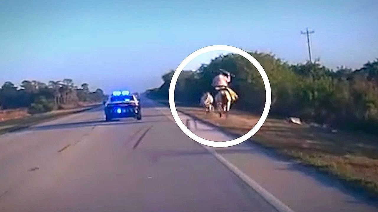 Video: Stray cow halts traffic before unexpected roundup