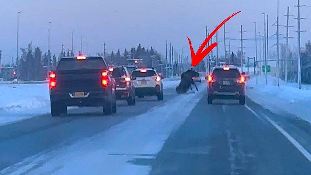 Video: Auf Glatteis: Elch schlittert über Highway in Alaska