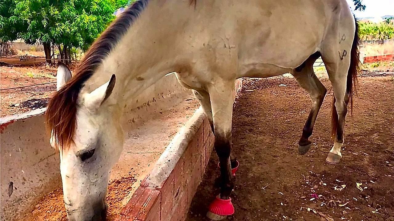 Video: Loyal horse travels 12 miles to return to former owner months after being sold