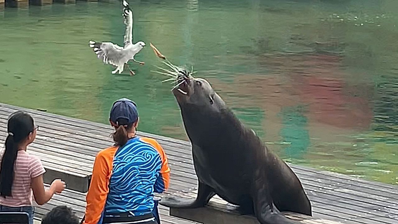 Video: Dazwischengeflogen: Freche Möwe stiehlt Seelöwen bei SeaWorld-Show den Fisch