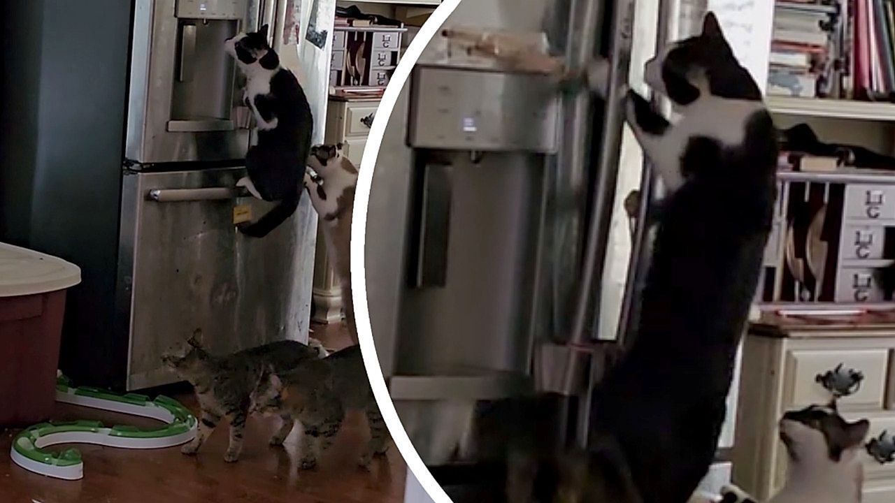 Video: Raubzug in der Küche: Katzenbande will in Kühlschrank einbrechen