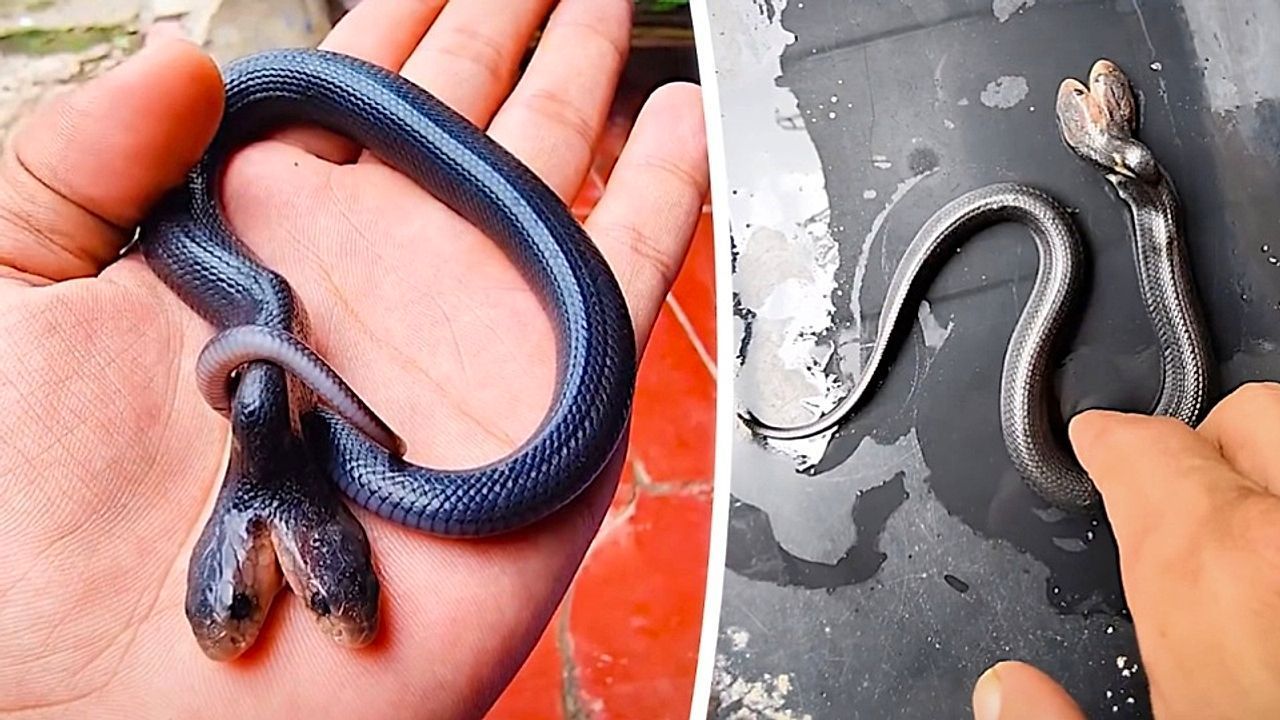 Video: Seltene Entdeckung: Doppelköpfige Kobra in indonesischem Reisfeld gefunden