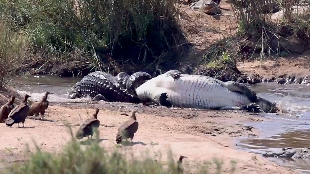 Video: Wilde Todesrolle: Krokodil schnappt Rivalen am Schwanz