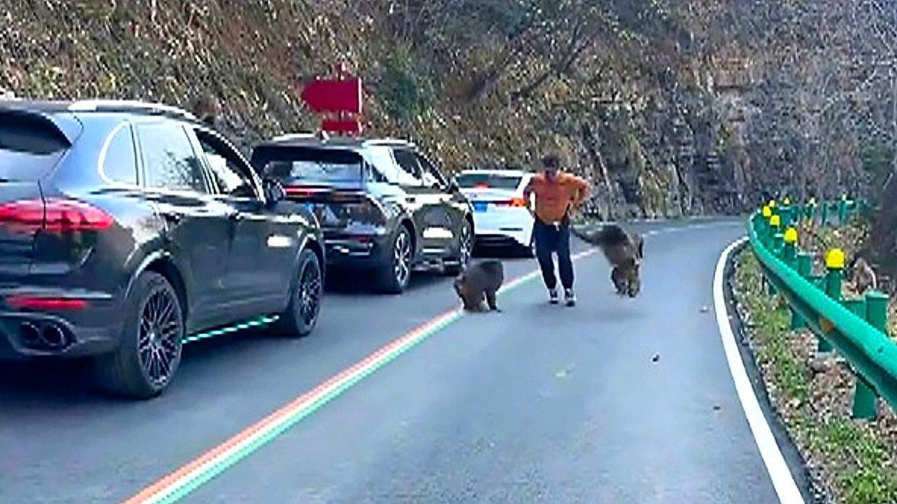 Video: Bully monkeys target tourists and attempt to pants man