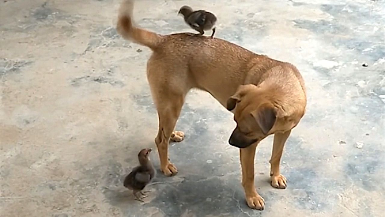 Video: Rücksichtsvoller Vierbeiner: Hund macht sich für Küken klein