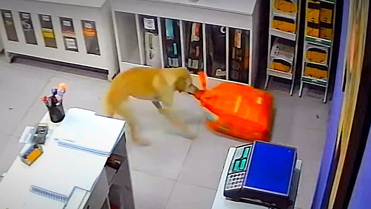 Video: Mission Hundefutter: Clevere Hündin klaut Futtersack aus Tierhandlung