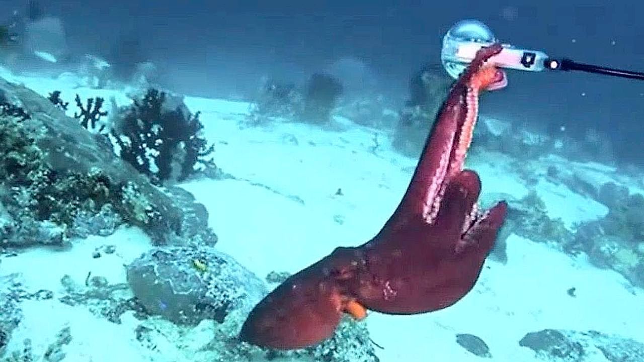Video: Kamera im Visier: Taucher liefert sich Tauziehen mit Tintenfisch