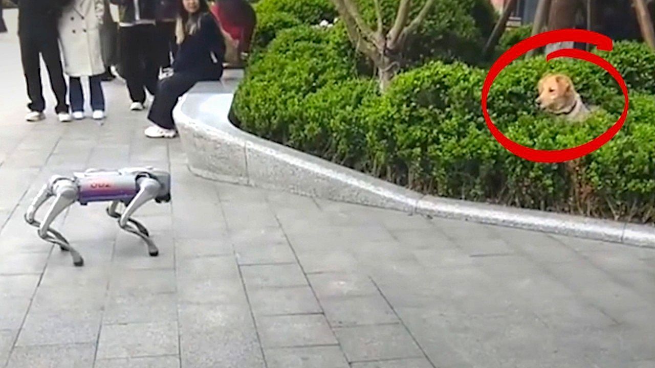 Video: Unexpected robot dog encounter makes real dog hide in the bushes