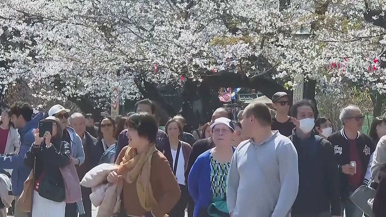 Video: Sakura-Saison: Kirschblüten in Tokio ziehen Menschenmassen an