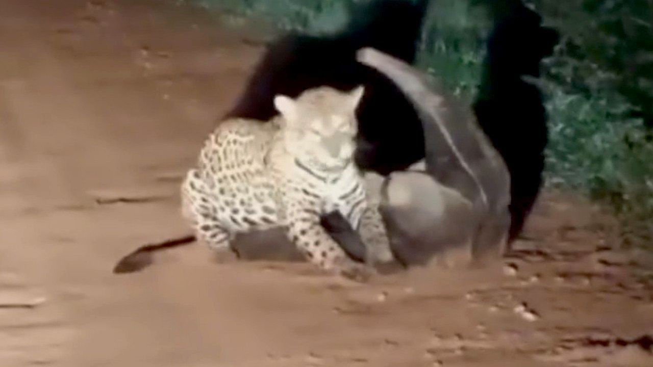 Video: Unerwartete Gegenwehr: Jaguar attackiert Ameisenbär – und erlebt Debakel