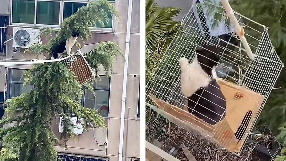 Drei Tage auf Baum gefangen: Familie rettet Katze mit kreativer Konstruktion