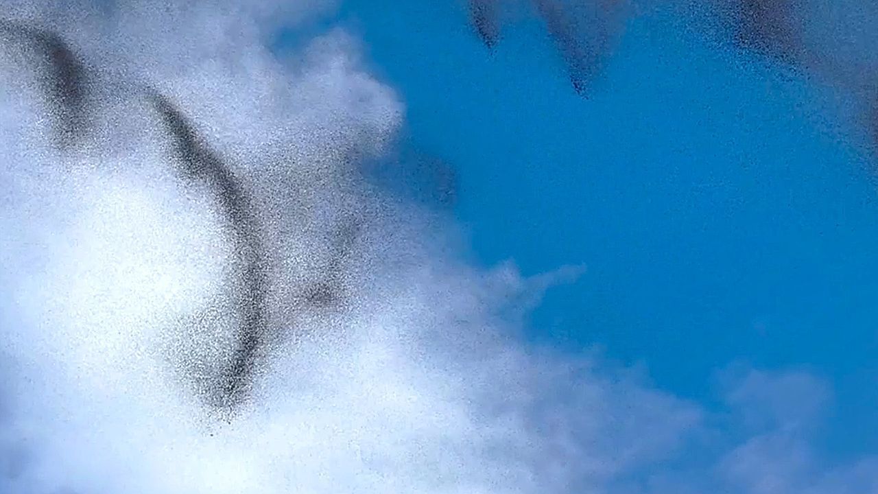 Video: Beeindruckendes Spektakel: Mücken führen faszinierendes Paarungsritual auf